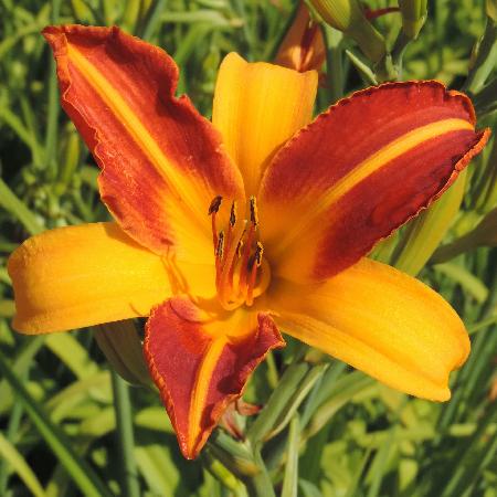 HEMEROCALLIS 'Frans Hals'