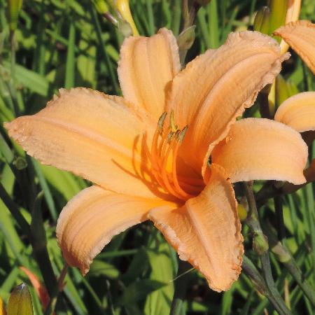 HEMEROCALLIS 'George Cunningham'