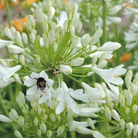 AGAPANTHUS 'Polar Ice'