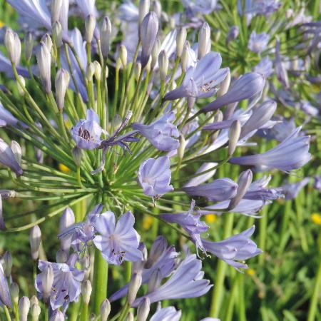 AGAPANTHUS 'Blue Triumphator'