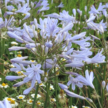 AGAPANTHUS 'Peter Pan'