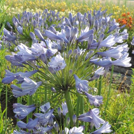 AGAPANTHUS 'Donau'