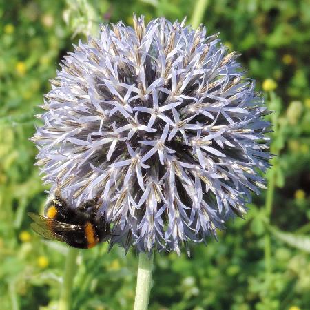 ECHINOPS ritro 'Veitch's Blue'