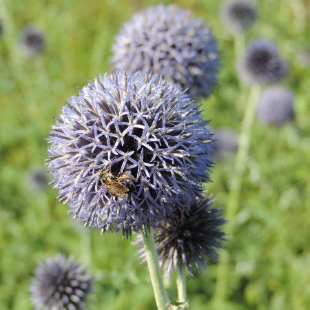 ECHINOPS