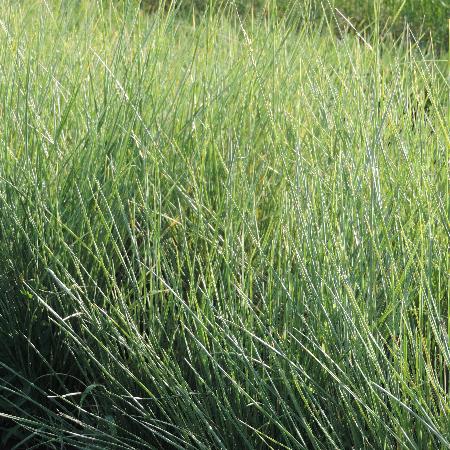 FESTUCA mairei