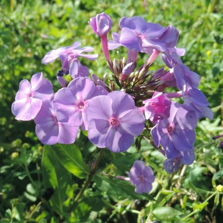 PHLOX 'Blue Boy' (Paniculata Group)