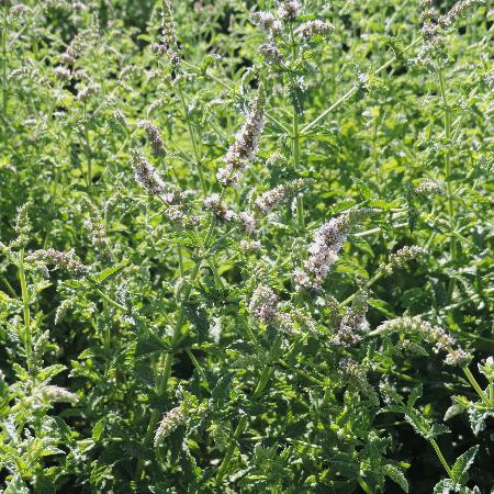 MENTHA piperita 'Bergamote'