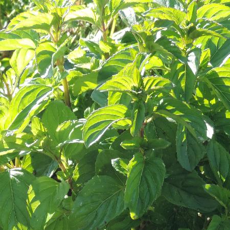 MENTHA piperita 'Citrata'