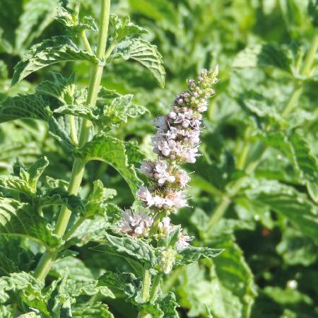 MENTHA spicata (viridis)