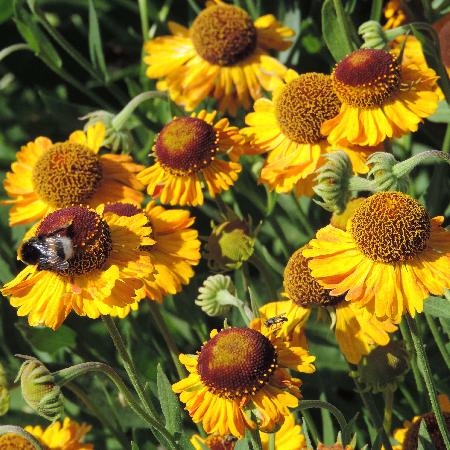 HELENIUM 'Wyndley'