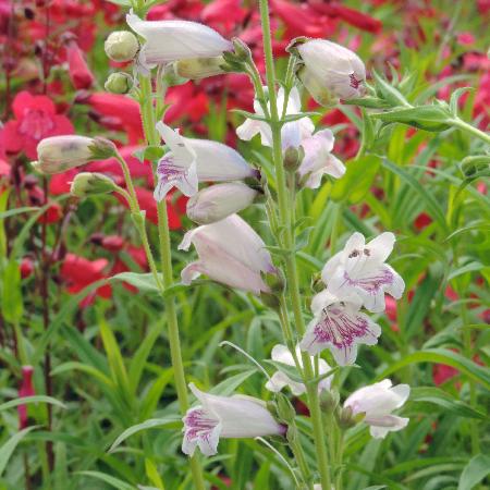 PENSTEMON 'Mother of Pearl'