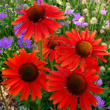 ECHINACEA 'Hot Lava' ®