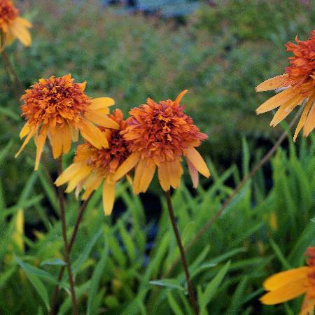 ECHINACEA 'Marmalade' ®