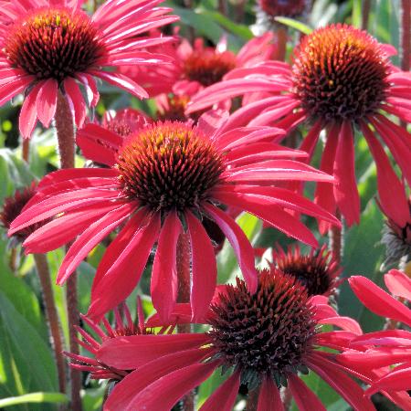 ECHINACEA Prima® 'Ruby'