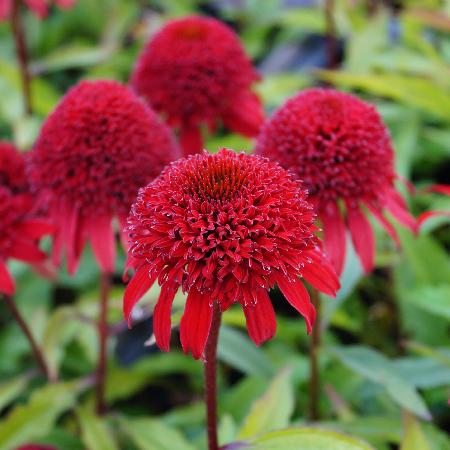 ECHINACEA 'Ruby'® (Sunny Days Series)