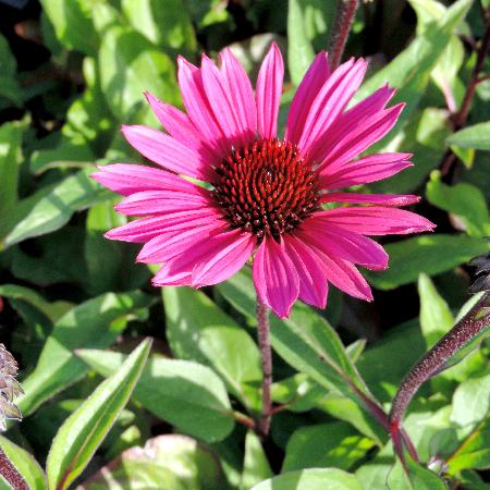 ECHINACEA purpurea 'Fatal Attraction' ®