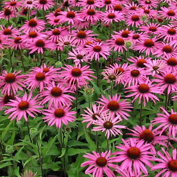 ECHINACEA purpurea 'Magnus'