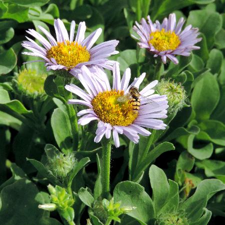 ERIGERON glaucus 'Beachboy Blue'