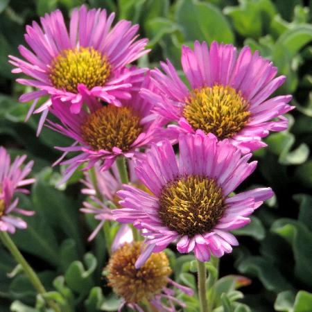 ERIGERON glaucus 'Sea Breeze'