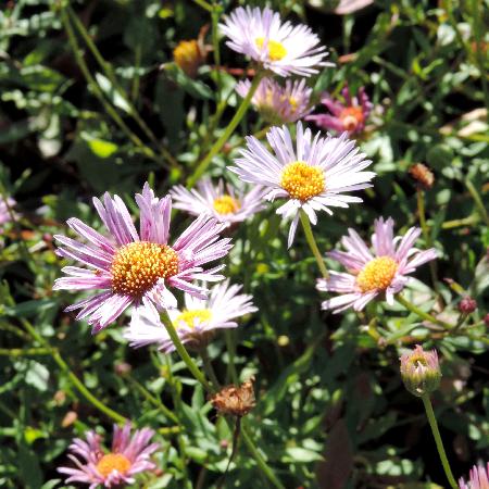 ERIGERON karvinskianus 'Lavender Lady' ®