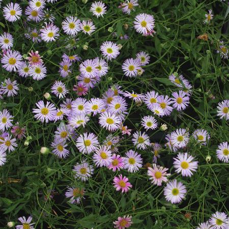 ERIGERON karvinskianus 'Lavender Lady' ®