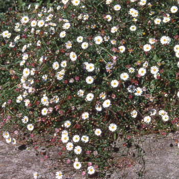 ERIGERON karvinskianus