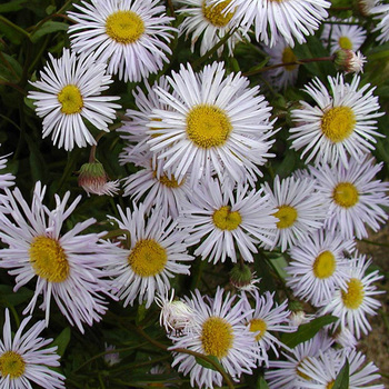 ERIGERON 'Quakeress'