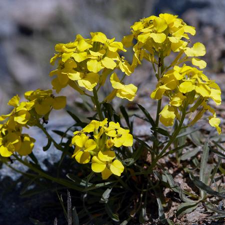 ERYSIMUM helveticum (pumilum)