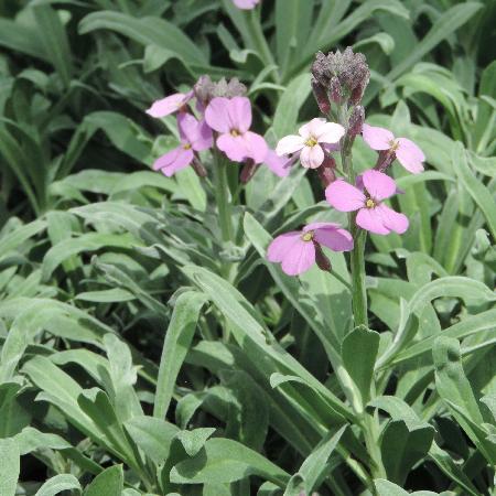ERYSIMUM