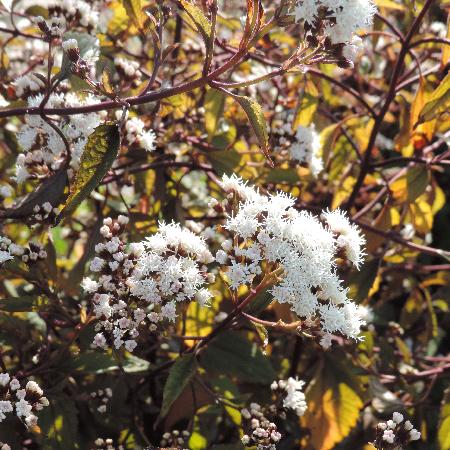 EUPATORIUM rugosum 'Chocolate'