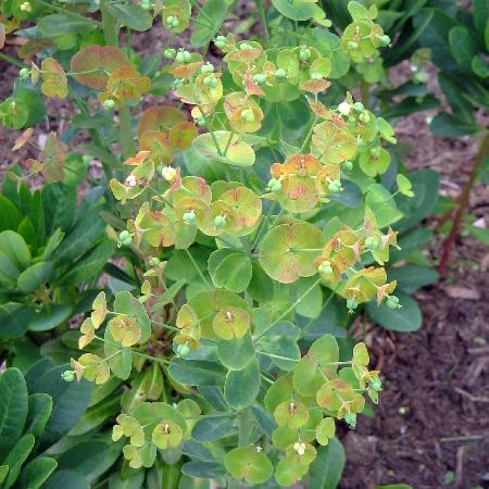 EUPHORBIA amygdaloides var. robbiae