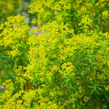 EUPHORBIA ceratocarpa