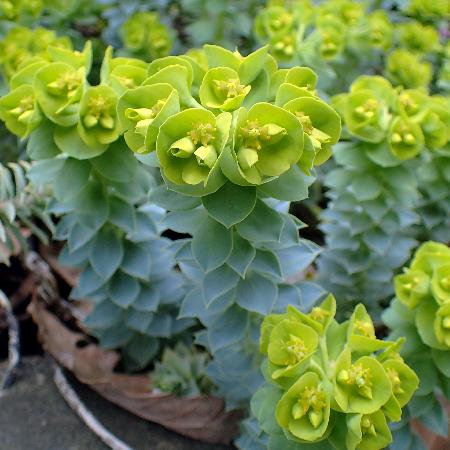 EUPHORBIA myrsinites