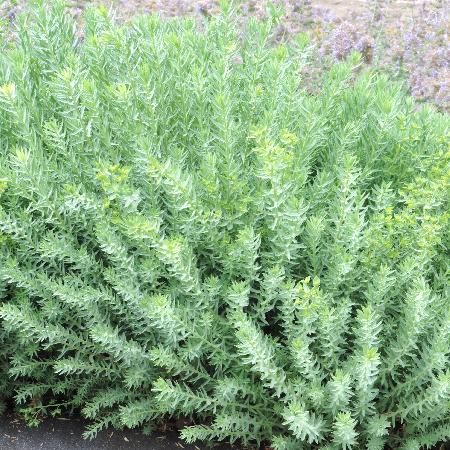 EUPHORBIA pithyusa ssp. cupanii 'Ponte Leccia'