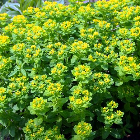 EUPHORBIA polychroma 