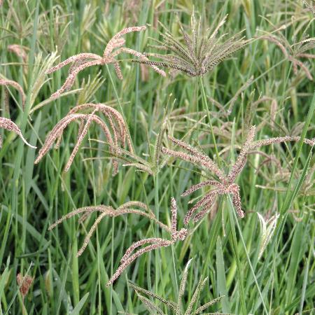 EUSTACHYS