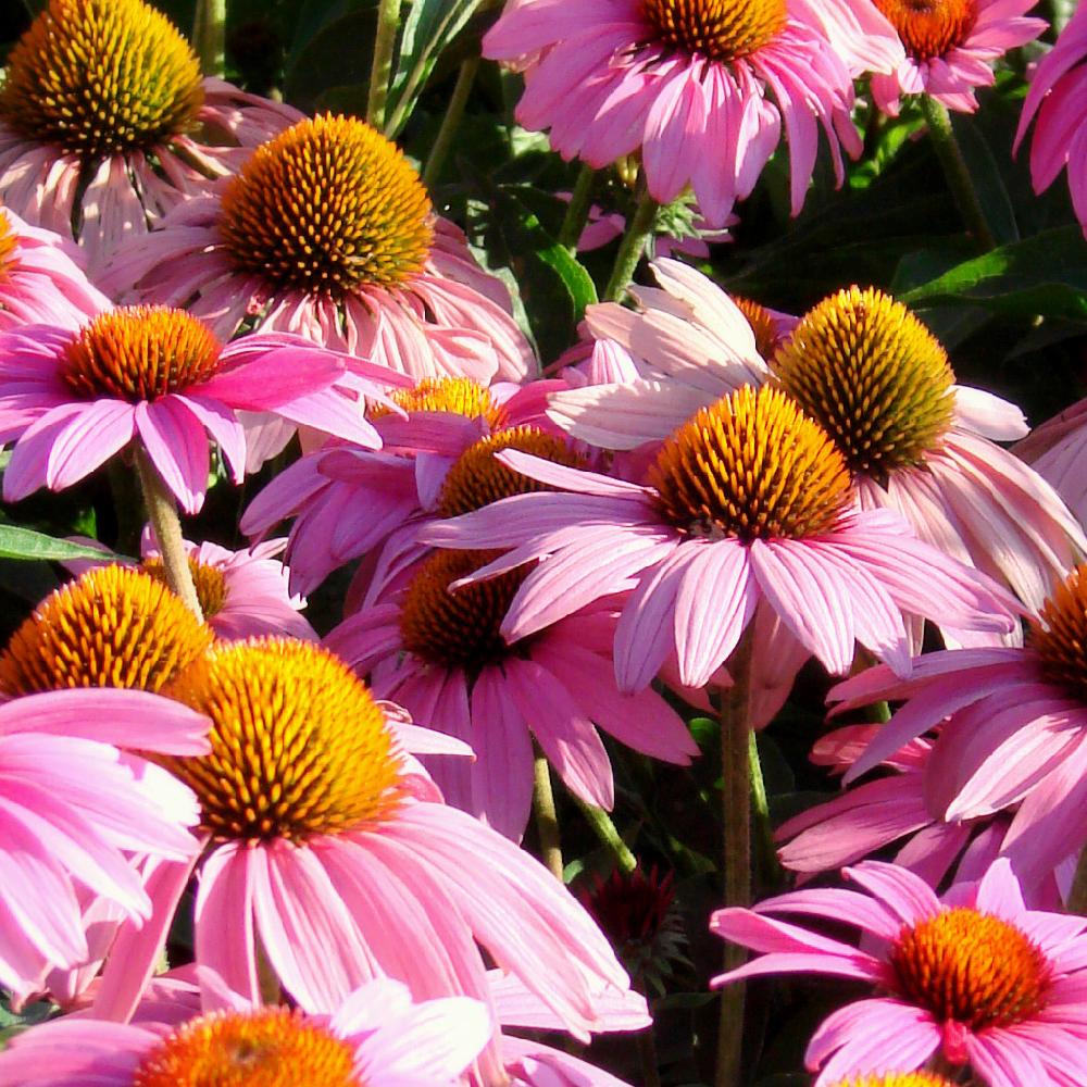 ECHINACEA purpurea 'Feeling Pink'