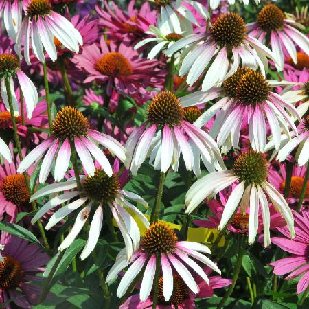 ECHINACEA 'Pretty Parasols' ®