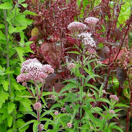 EUPATORIUM cannabinum