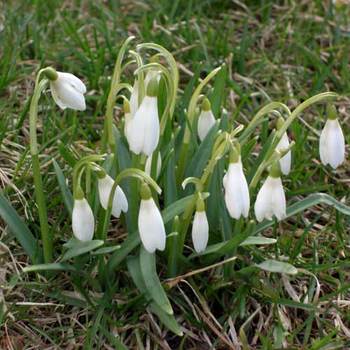 GALANTHUS nivalis