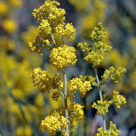 GALIUM verum