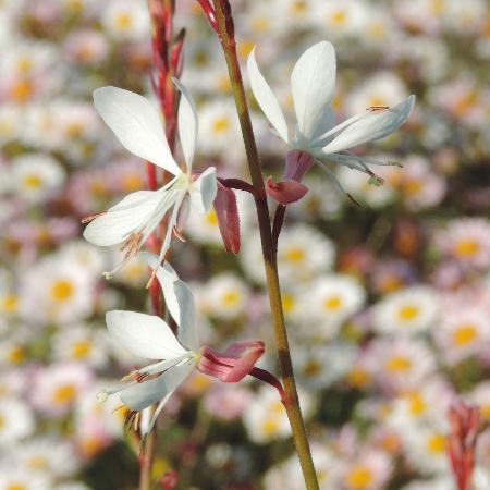 GAURA lindheimeri 'Cool Breeze'