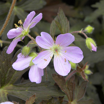 GERANIUM maculatum 'Espresso'