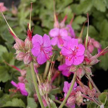 GERANIUM macrorrhizum 'Ingwersen's Variety'