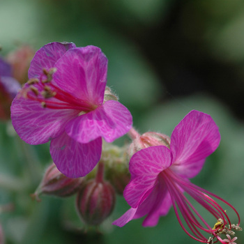 GERANIUM macrorrhizum 'Velebit' (Purpurot)