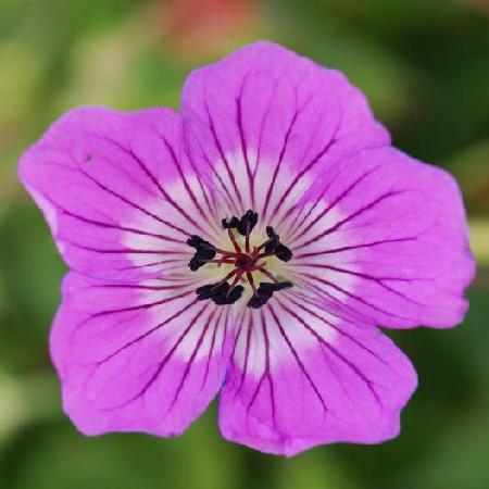 GERANIUM 'Kelly Anne' ®