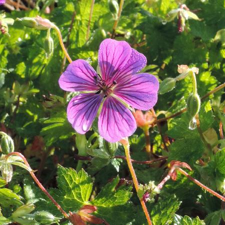 GERANIUM 'Pink Penny'