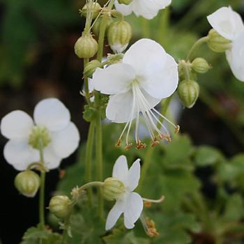 GERANIUM macrorrhizum 'White Ness'