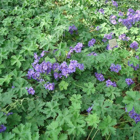 GERANIUM magnificum 'Rosemoor'