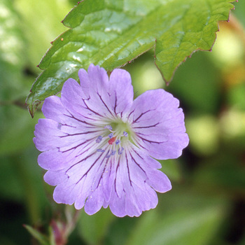 GERANIUM nodosum